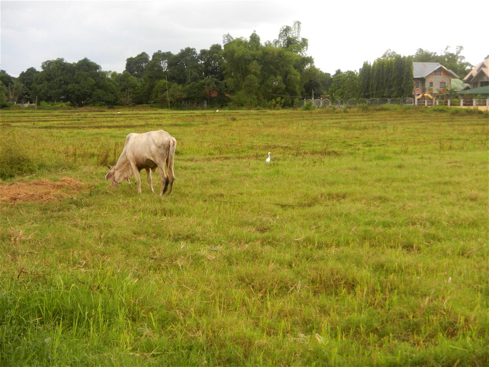 Paddy fields, grasslands, fishponds, irrigation, Kangkung (Ipomoea aquatica) and trees (Lapnit & Calasag, San Ildefonso, Bulacan Farm to Market Road) Barangays  Lapnit 15°4'42"N   120°56'10"E Cala