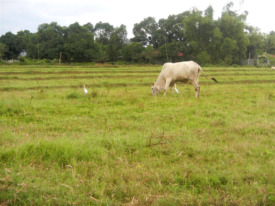 Paddy fields, grasslands, fishponds, irrigation, Kangkung (Ipomoea aquatica) and trees (Lapnit & Calasag, San Ildefonso, Bulacan Farm to Market Road) Barangays  Lapnit 15°4'42"N   120°56'10"E Cala