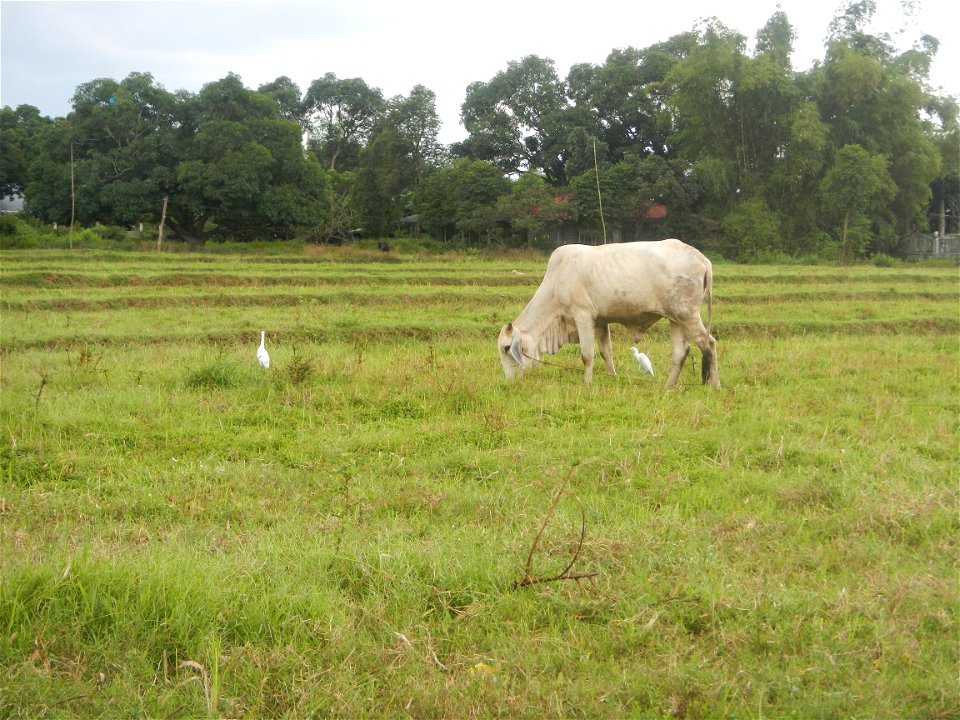 Paddy fields, grasslands, fishponds, irrigation, Kangkung (Ipomoea aquatica) and trees (Lapnit & Calasag, San Ildefonso, Bulacan Farm to Market Road) Barangays  Lapnit 15°4'42"N   120°56'10"E Cala