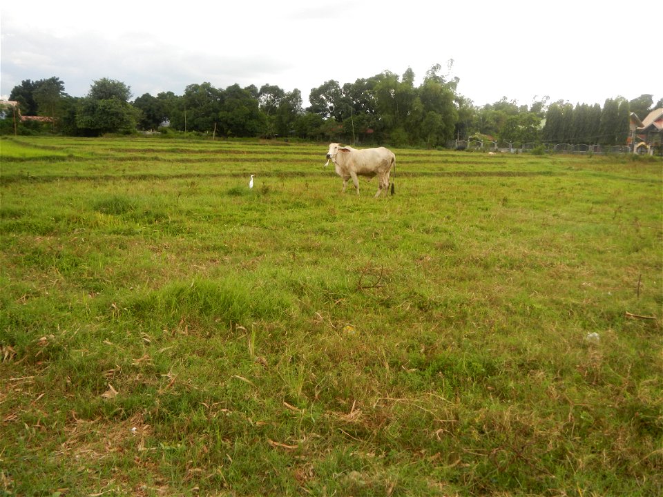 Paddy fields, grasslands, fishponds, irrigation, Kangkung (Ipomoea aquatica) and trees (Lapnit & Calasag, San Ildefonso, Bulacan Farm to Market Road) Barangays  Lapnit 15°4'42"N   120°56'10"E Cala