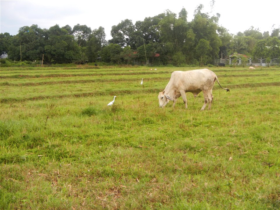 Paddy fields, grasslands, fishponds, irrigation, Kangkung (Ipomoea aquatica) and trees (Lapnit & Calasag, San Ildefonso, Bulacan Farm to Market Road) Barangays  Lapnit 15°4'42"N   120°56'10"E Cala