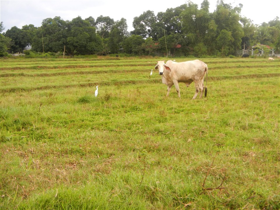Paddy fields, grasslands, fishponds, irrigation, Kangkung (Ipomoea aquatica) and trees (Lapnit & Calasag, San Ildefonso, Bulacan Farm to Market Road) Barangays  Lapnit 15°4'42"N   120°56'10"E Cala