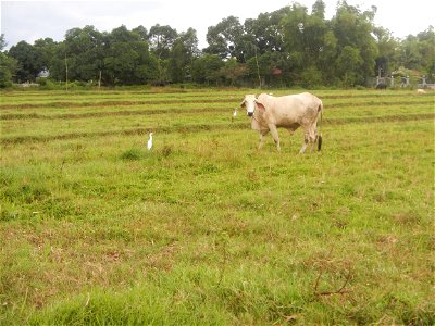 Paddy fields, grasslands, fishponds, irrigation, Kangkung (Ipomoea aquatica) and trees (Lapnit & Calasag, San Ildefonso, Bulacan Farm to Market Road) Barangays  Lapnit 15°4'42"N   120°56'10"E Cala