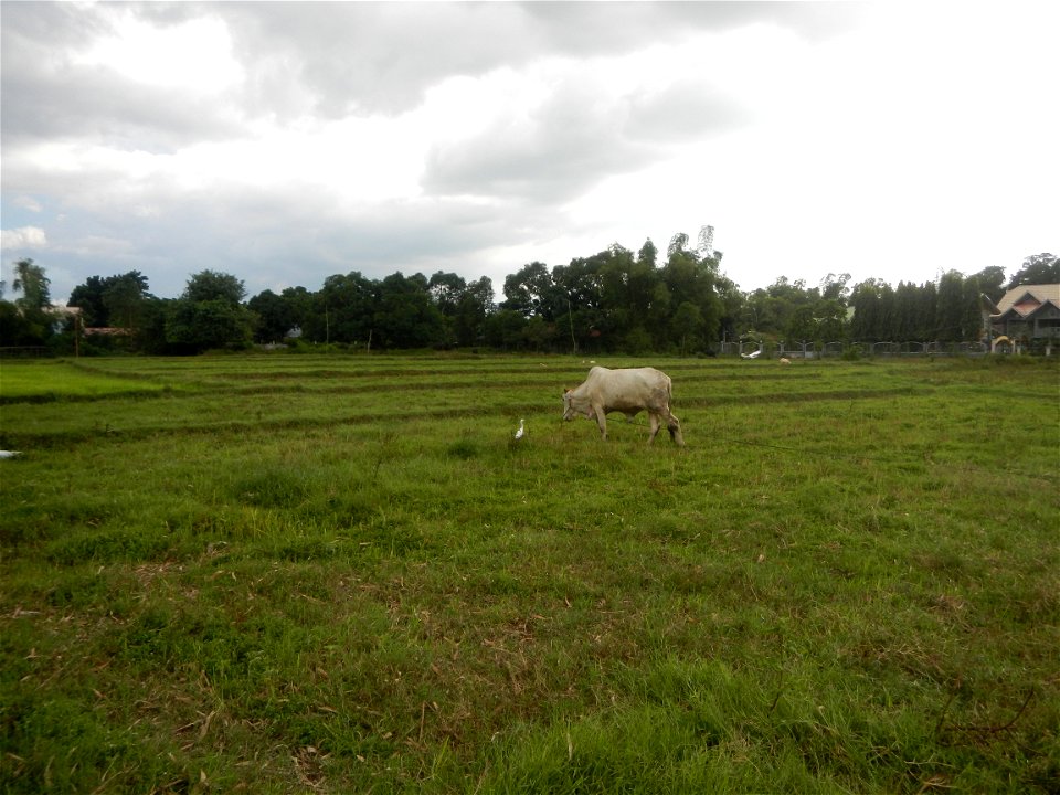 Paddy fields, grasslands, fishponds, irrigation, Kangkung (Ipomoea aquatica) and trees (Lapnit & Calasag, San Ildefonso, Bulacan Farm to Market Road) Barangays  Lapnit 15°4'42"N   120°56'10"E Cala