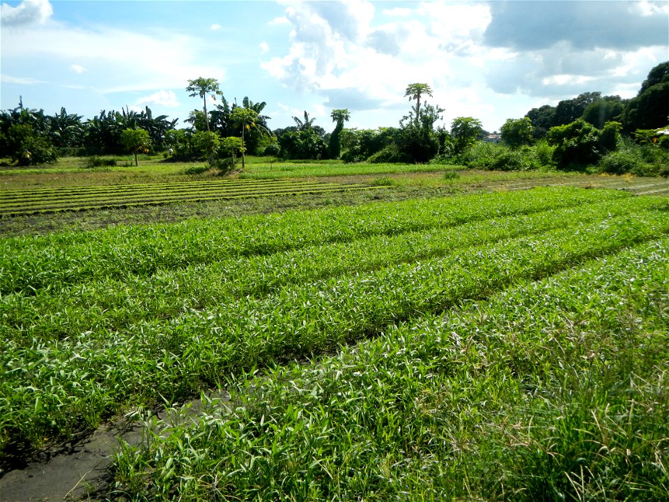 Kangkung Ipomoea aquatica or Taiwanese or Chinese Kangkung, Spinacia oleracea and Solanum melongena fields in the Philippines in Barangay Taal, Pulilan, Bulacan, Hall, Chapel, Basketball court and Veg