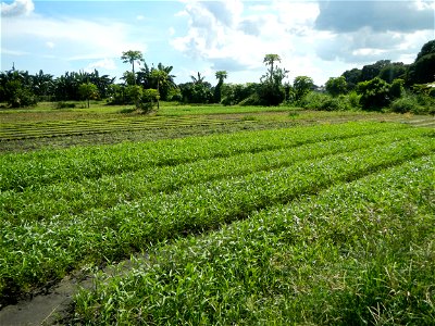 Kangkung Ipomoea aquatica or Taiwanese or Chinese Kangkung, Spinacia oleracea and Solanum melongena fields in the Philippines in Barangay Taal, Pulilan, Bulacan, Hall, Chapel, Basketball court and Veg
