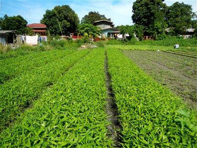 Unidentified Gomphidae over Kangkung Ipomoea aquatica or Taiwanese or Chinese Kangkung, Spinacia oleracea and Solanum melongena fields in the Philippines in Barangay Taal, Pulilan, Bulacan, Hall, Chap