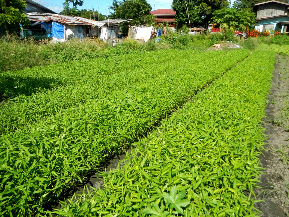 Unidentified Gomphidae over Kangkung Ipomoea aquatica or Taiwanese or Chinese Kangkung, Spinacia oleracea and Solanum melongena fields in the Philippines in Barangay Taal, Pulilan, Bulacan, Hall, Chap