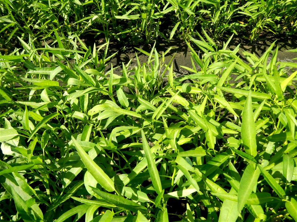 Unidentified Gomphidae over Kangkung Ipomoea aquatica or Taiwanese or Chinese Kangkung, Spinacia oleracea and Solanum melongena fields in the Philippines in Barangay Taal, Pulilan, Bulacan, Hall, Chap