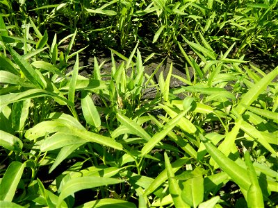 Unidentified Gomphidae over Kangkung Ipomoea aquatica or Taiwanese or Chinese Kangkung, Spinacia oleracea and Solanum melongena fields in the Philippines in Barangay Taal, Pulilan, Bulacan, Hall, Chap