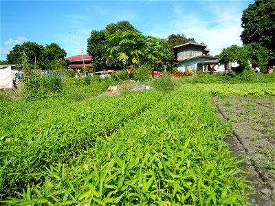 Unidentified Gomphidae over Kangkung Ipomoea aquatica or Taiwanese or Chinese Kangkung, Spinacia oleracea and Solanum melongena fields in the Philippines in Barangay Taal, Pulilan, Bulacan, Hall, Chap