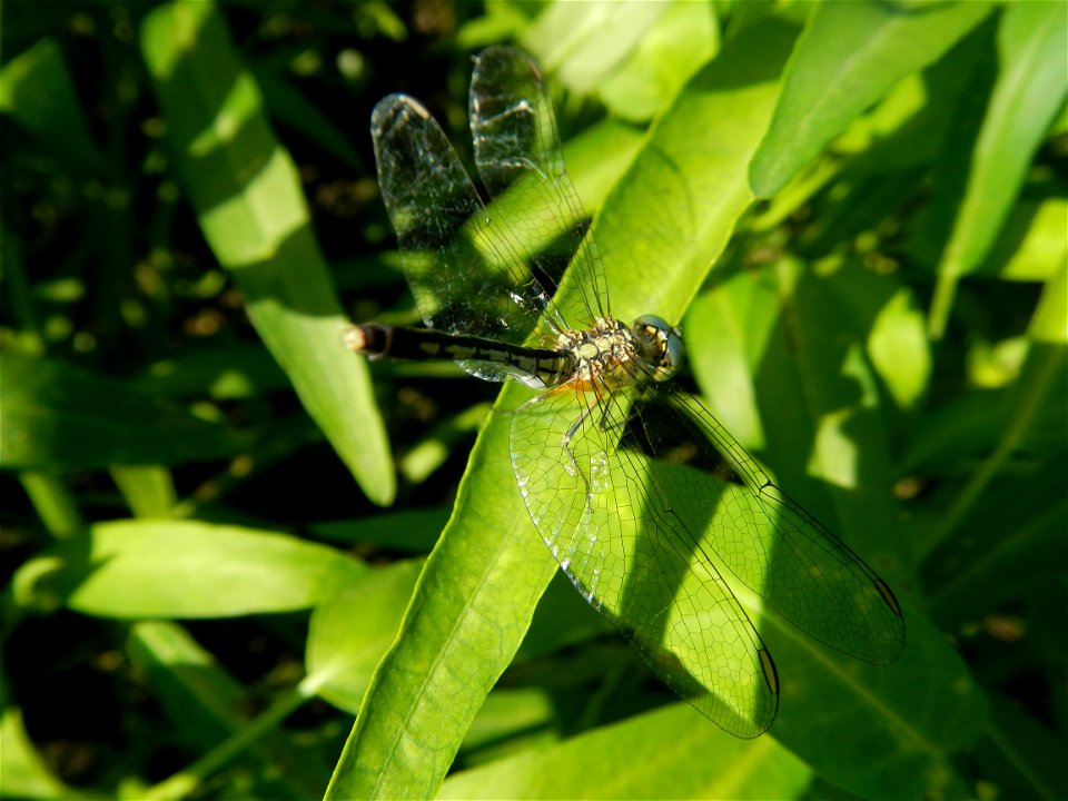 Unidentified Gomphidae over Kangkung Ipomoea aquatica or Taiwanese or Chinese Kangkung, Spinacia oleracea and Solanum melongena fields in the Philippines in Barangay Taal, Pulilan, Bulacan, Hall, Chap
