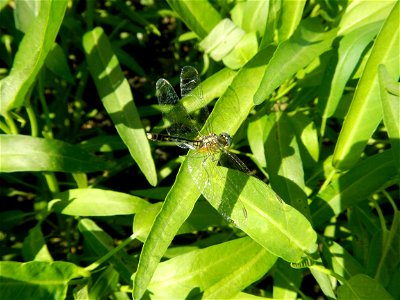 Unidentified Gomphidae over Kangkung Ipomoea aquatica or Taiwanese or Chinese Kangkung, Spinacia oleracea and Solanum melongena fields in the Philippines in Barangay Taal, Pulilan, Bulacan, Hall, Chap
