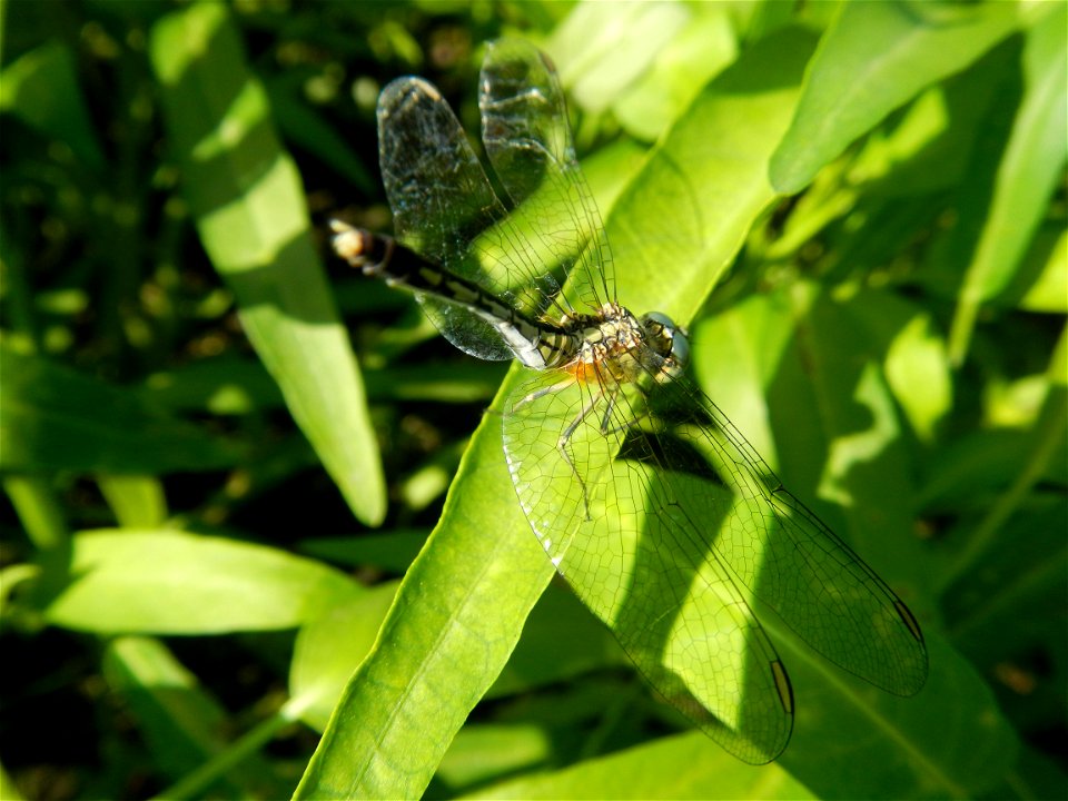 Unidentified Gomphidae over Kangkung Ipomoea aquatica or Taiwanese or Chinese Kangkung, Spinacia oleracea and Solanum melongena fields in the Philippines in Barangay Taal, Pulilan, Bulacan, Hall, Chap