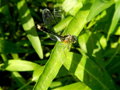 Unidentified Gomphidae over Kangkung Ipomoea aquatica or Taiwanese or Chinese Kangkung, Spinacia oleracea and Solanum melongena fields in the Philippines in Barangay Taal, Pulilan, Bulacan, Hall, Chap
