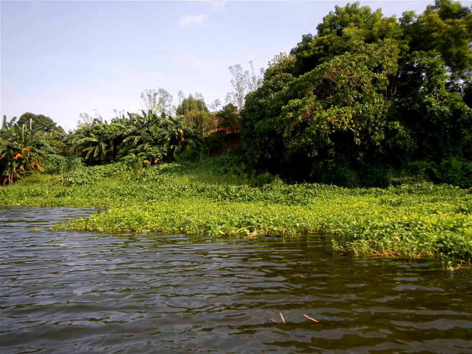 Angat River along Pulilan-Plaridel, Bulacan - Kangkong Ipomoea aquatica Forsk. Convolvulus reptans Linn.  fields or plantations inAngat River (in  Barangay Lumang Bayan, Plaridel, Bulacan on one side 
