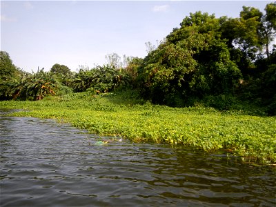 Angat River along Pulilan-Plaridel, Bulacan - Kangkong Ipomoea aquatica Forsk. Convolvulus reptans Linn.  fields or plantations inAngat River (in  Barangay Lumang Bayan, Plaridel, Bulacan on one side 