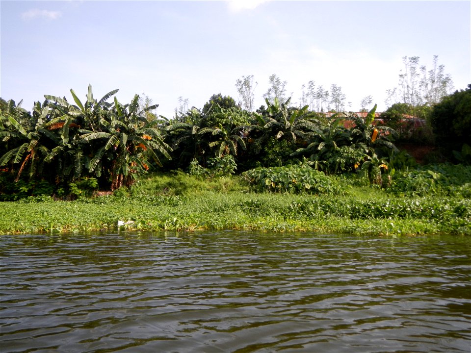 Angat River along Pulilan-Plaridel, Bulacan - Kangkong Ipomoea aquatica Forsk. Convolvulus reptans Linn.  fields or plantations inAngat River (in  Barangay Lumang Bayan, Plaridel, Bulacan on one side 