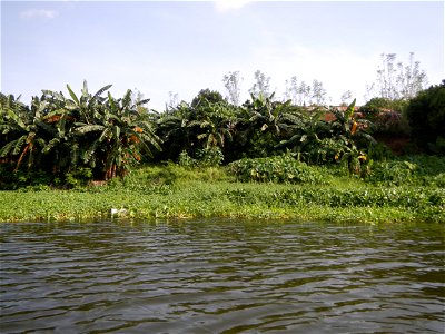 Angat River along Pulilan-Plaridel, Bulacan - Kangkong Ipomoea aquatica Forsk. Convolvulus reptans Linn.  fields or plantations inAngat River (in  Barangay Lumang Bayan, Plaridel, Bulacan on one side 