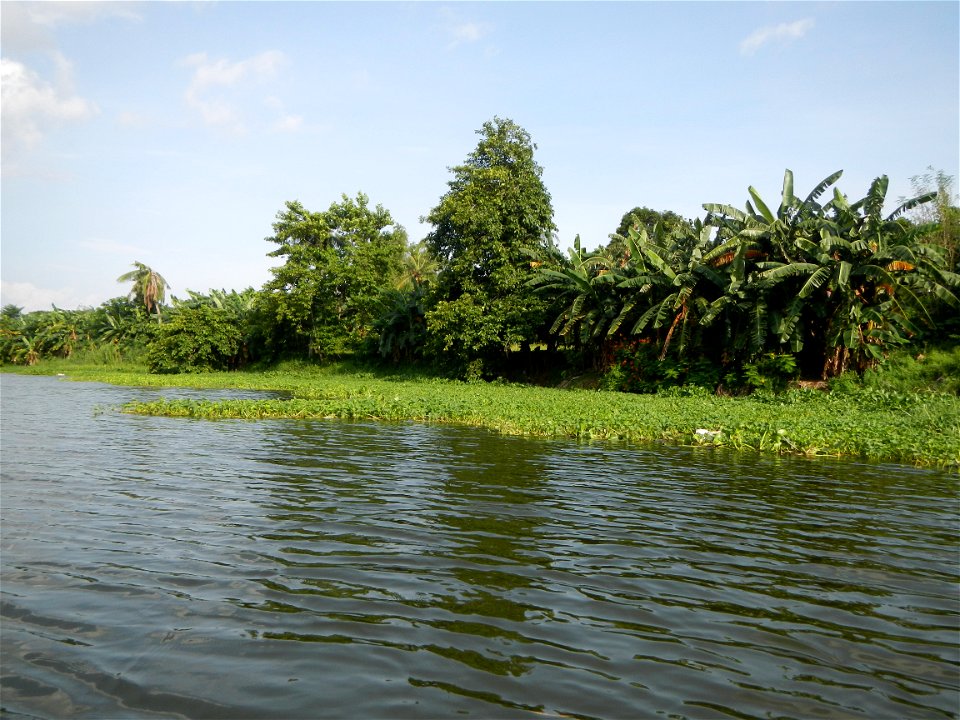 Angat River along Pulilan-Plaridel, Bulacan - Kangkong Ipomoea aquatica Forsk. Convolvulus reptans Linn.  fields or plantations inAngat River (in  Barangay Lumang Bayan, Plaridel, Bulacan on one side 