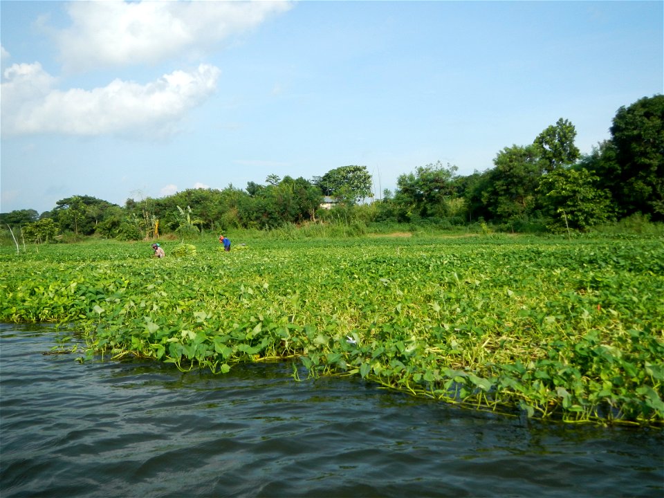 Angat River along Pulilan-Plaridel, Bulacan - Kangkong Ipomoea aquatica Forsk. Convolvulus reptans Linn.  fields or plantations in Angat River (in  Barangay Lumang Bayan, Plaridel, Bulacan on one side