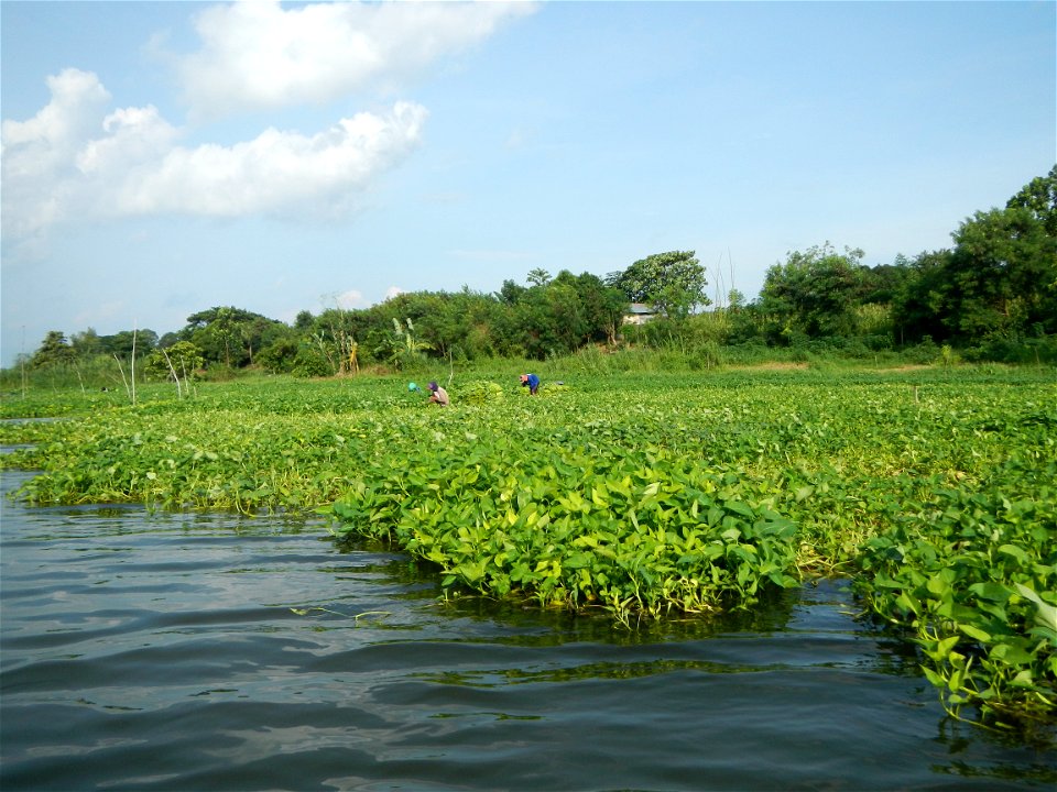Angat River along Pulilan-Plaridel, Bulacan - Kangkong Ipomoea aquatica Forsk. Convolvulus reptans Linn.  fields or plantations in Angat River (in  Barangay Lumang Bayan, Plaridel, Bulacan on one side