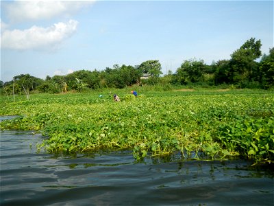 Angat River along Pulilan-Plaridel, Bulacan - Kangkong Ipomoea aquatica Forsk. Convolvulus reptans Linn.  fields or plantations in Angat River (in  Barangay Lumang Bayan, Plaridel, Bulacan on one side
