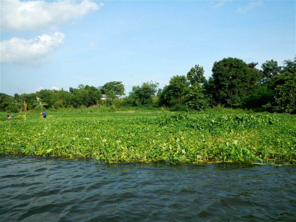 Angat River along Pulilan-Plaridel, Bulacan - Kangkong Ipomoea aquatica Forsk. Convolvulus reptans Linn.  fields or plantations in Angat River (in  Barangay Lumang Bayan, Plaridel, Bulacan on one side