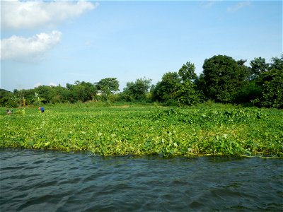 Angat River along Pulilan-Plaridel, Bulacan - Kangkong Ipomoea aquatica Forsk. Convolvulus reptans Linn.  fields or plantations in Angat River (in  Barangay Lumang Bayan, Plaridel, Bulacan on one side