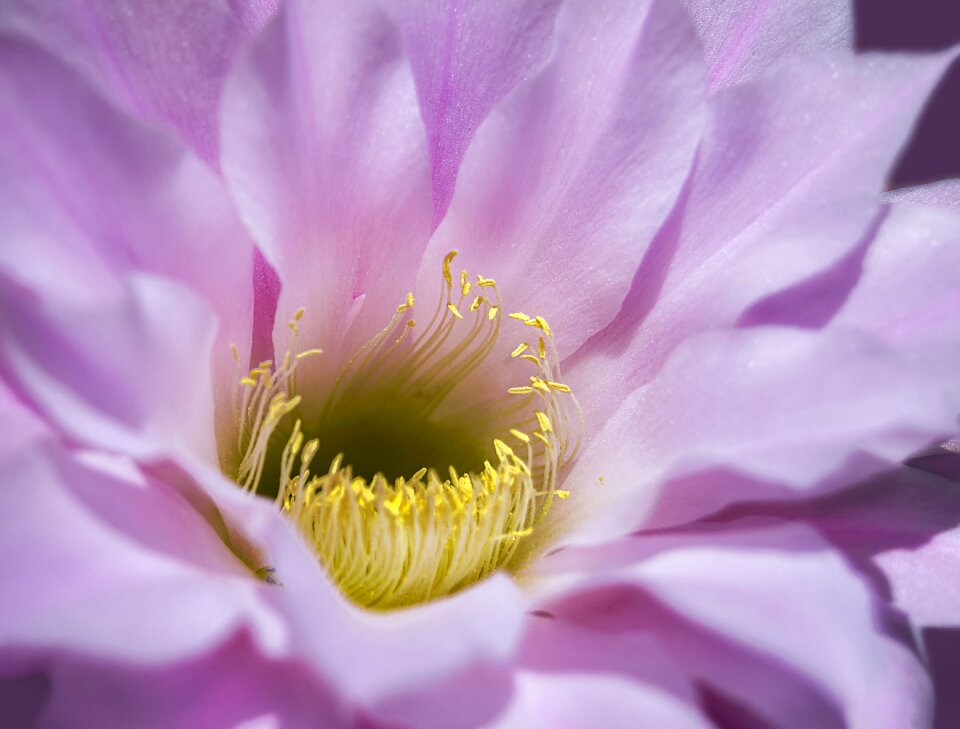 Delicate flower delicate flourishing