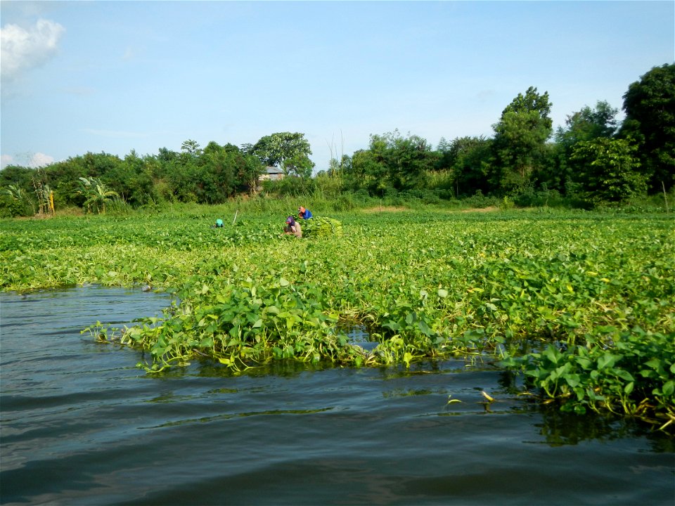 Angat River along Pulilan-Plaridel, Bulacan - Kangkong Ipomoea aquatica Forsk. Convolvulus reptans Linn.  fields or plantations in Angat River (in  Barangay Lumang Bayan, Plaridel, Bulacan on one side