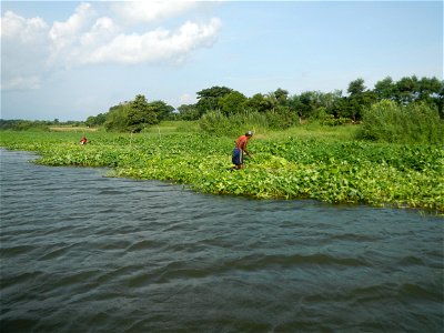 Angat River along Pulilan-Plaridel, Bulacan - Kangkong Ipomoea aquatica Forsk. Convolvulus reptans Linn. fields or plantations in Angat River (in Barangay Lumang Bayan, Plaridel, Bulacan on one side photo