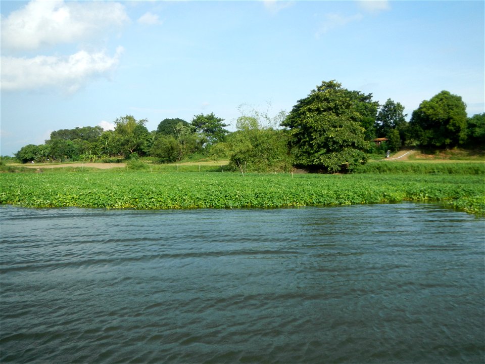 Angat River along Pulilan-Plaridel, Bulacan - Kangkong Ipomoea aquatica Forsk. Convolvulus reptans Linn.  fields or plantations in Angat River (in  Barangay Lumang Bayan, Plaridel, Bulacan on one side