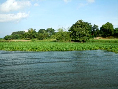 Angat River along Pulilan-Plaridel, Bulacan - Kangkong Ipomoea aquatica Forsk. Convolvulus reptans Linn.  fields or plantations in Angat River (in  Barangay Lumang Bayan, Plaridel, Bulacan on one side