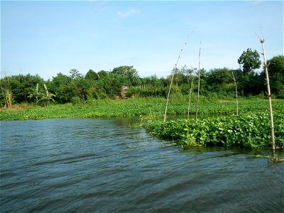 Angat River along Pulilan-Plaridel, Bulacan - Kangkong Ipomoea aquatica Forsk. Convolvulus reptans Linn.  fields or plantations in Angat River (in  Barangay Lumang Bayan, Plaridel, Bulacan on one side