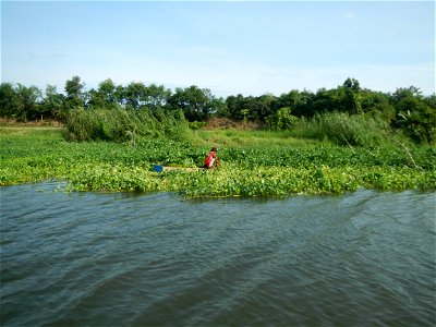 Angat River along Pulilan-Plaridel, Bulacan - Kangkong Ipomoea aquatica Forsk. Convolvulus reptans Linn.  fields or plantations in Angat River (in  Barangay Lumang Bayan, Plaridel, Bulacan on one side