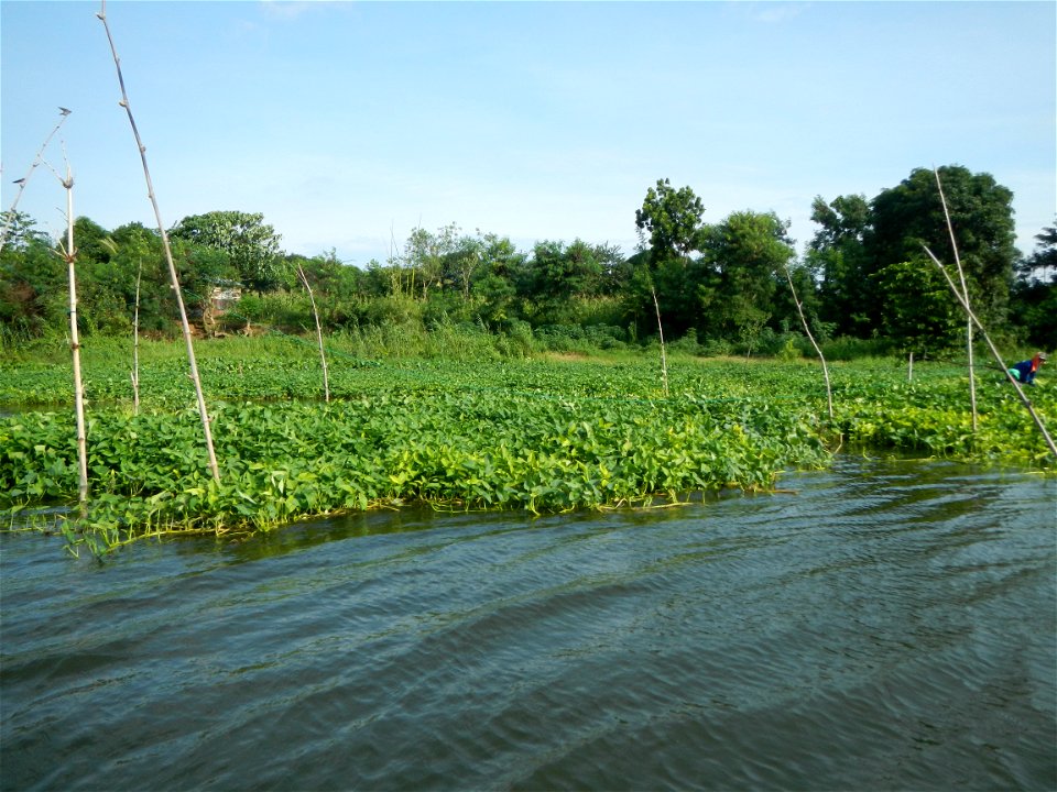 Angat River along Pulilan-Plaridel, Bulacan - Kangkong Ipomoea aquatica Forsk. Convolvulus reptans Linn.  fields or plantations in Angat River (in  Barangay Lumang Bayan, Plaridel, Bulacan on one side