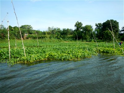 Angat River along Pulilan-Plaridel, Bulacan - Kangkong Ipomoea aquatica Forsk. Convolvulus reptans Linn.  fields or plantations in Angat River (in  Barangay Lumang Bayan, Plaridel, Bulacan on one side