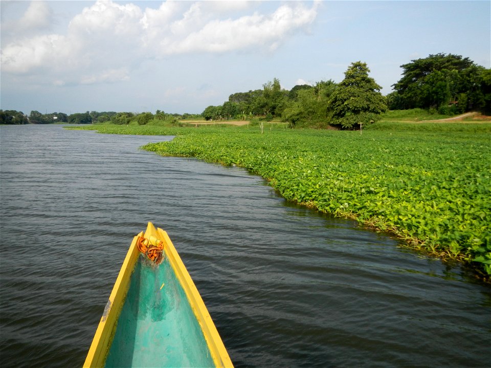 Angat River along Pulilan-Plaridel, Bulacan - Kangkong Ipomoea aquatica Forsk. Convolvulus reptans Linn.  fields or plantations in Angat River (in  Barangay Lumang Bayan, Plaridel, Bulacan on one side