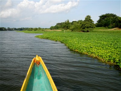 Angat River along Pulilan-Plaridel, Bulacan - Kangkong Ipomoea aquatica Forsk. Convolvulus reptans Linn.  fields or plantations in Angat River (in  Barangay Lumang Bayan, Plaridel, Bulacan on one side