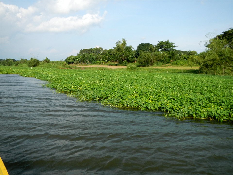 Angat River along Pulilan-Plaridel, Bulacan - Kangkong Ipomoea aquatica Forsk. Convolvulus reptans Linn.  fields or plantations in Angat River (in  Barangay Lumang Bayan, Plaridel, Bulacan on one side
