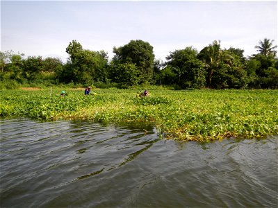 Angat River along Pulilan-Plaridel, Bulacan - Kangkong Ipomoea aquatica Forsk. Convolvulus reptans Linn.  fields or plantations in Angat River (in  Barangay Lumang Bayan, Plaridel, Bulacan on one side