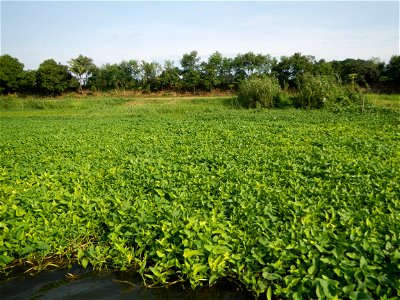 Angat River along Pulilan-Plaridel, Bulacan - Kangkong Ipomoea aquatica Forsk. Convolvulus reptans Linn.  fields or plantations in Angat River (in  Barangay Lumang Bayan, Plaridel, Bulacan on one side