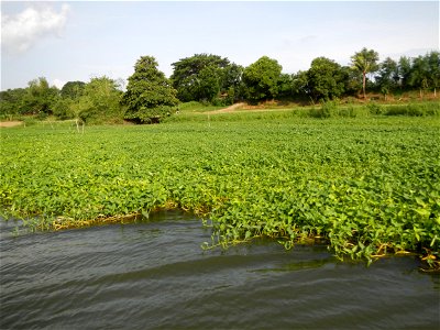 Angat River along Pulilan-Plaridel, Bulacan - Kangkong Ipomoea aquatica Forsk. Convolvulus reptans Linn.  fields or plantations in Angat River (in  Barangay Lumang Bayan, Plaridel, Bulacan on one side