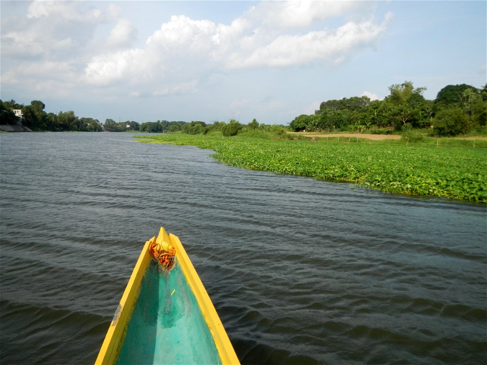 Angat River along Pulilan-Plaridel, Bulacan - Kangkong Ipomoea aquatica Forsk. Convolvulus reptans Linn.  fields or plantations in Angat River (in  Barangay Lumang Bayan, Plaridel, Bulacan on one side