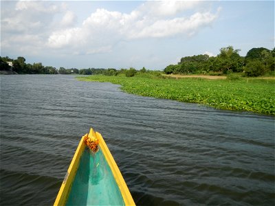 Angat River along Pulilan-Plaridel, Bulacan - Kangkong Ipomoea aquatica Forsk. Convolvulus reptans Linn.  fields or plantations in Angat River (in  Barangay Lumang Bayan, Plaridel, Bulacan on one side