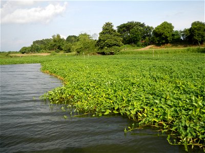 Angat River along Pulilan-Plaridel, Bulacan - Kangkong Ipomoea aquatica Forsk. Convolvulus reptans Linn.  fields or plantations in Angat River (in  Barangay Lumang Bayan, Plaridel, Bulacan on one side