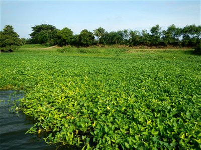 Angat River along Pulilan-Plaridel, Bulacan - Kangkong Ipomoea aquatica Forsk. Convolvulus reptans Linn.  fields or plantations in Angat River (in  Barangay Lumang Bayan, Plaridel, Bulacan on one side