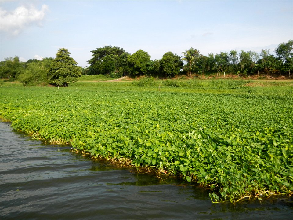 Angat River along Pulilan-Plaridel, Bulacan - Kangkong Ipomoea aquatica Forsk. Convolvulus reptans Linn.  fields or plantations in Angat River (in  Barangay Lumang Bayan, Plaridel, Bulacan on one side