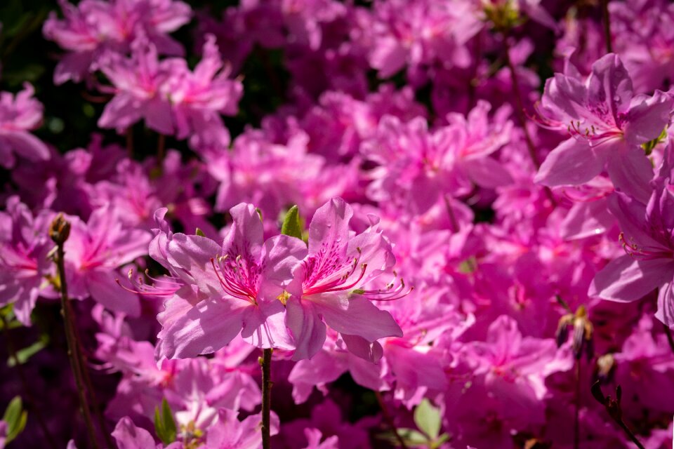 Garden spring pink spring